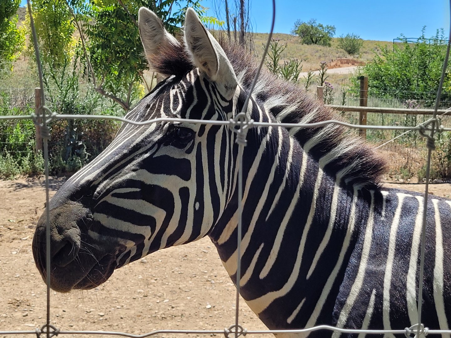 Grant's zebra -Sendaviva (2024)