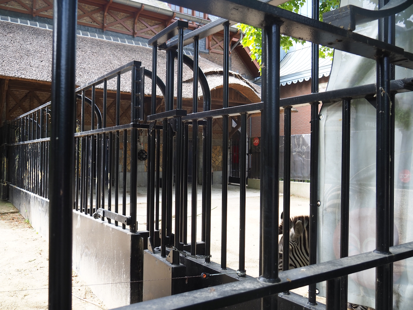 Grant's zebra separation paddock next to historical bovine house and southern white rhinoceros paddock, 2022-07-10