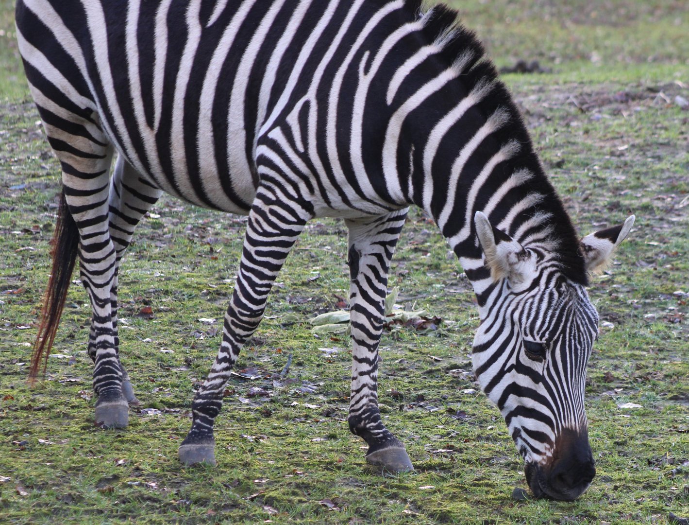 Grant's zebra - side-view