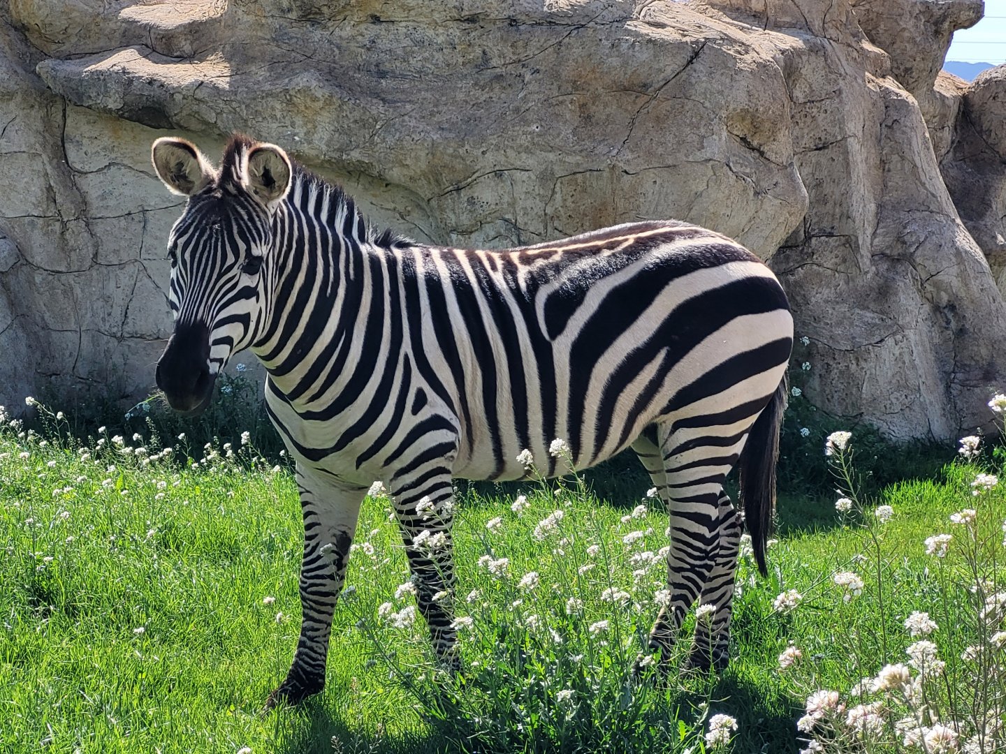 Grant's zebra -Tierra Rapaz (2024)