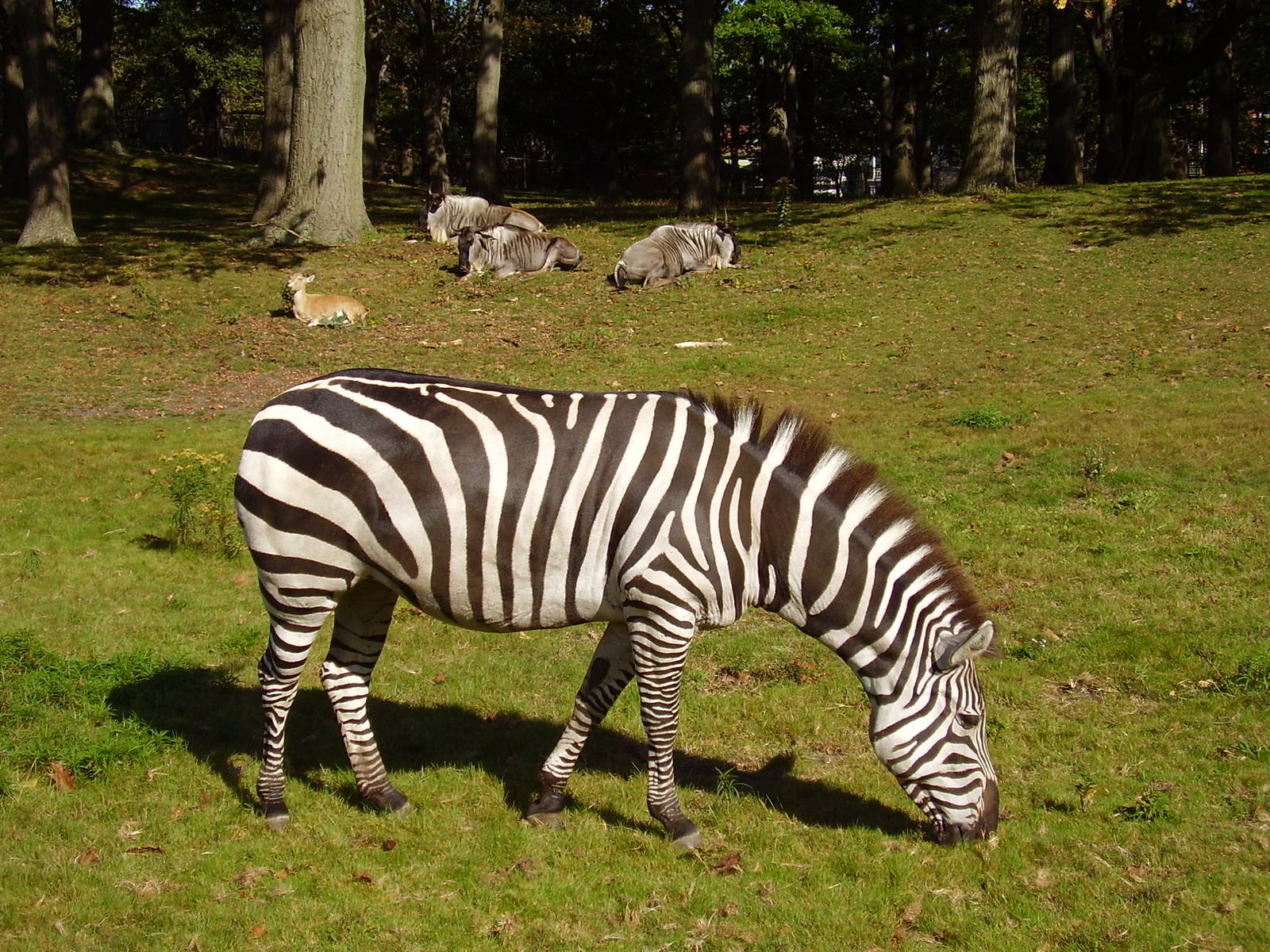 Grants Zebra Wildebeeste Nubian Ibex background - FPZ OCT06