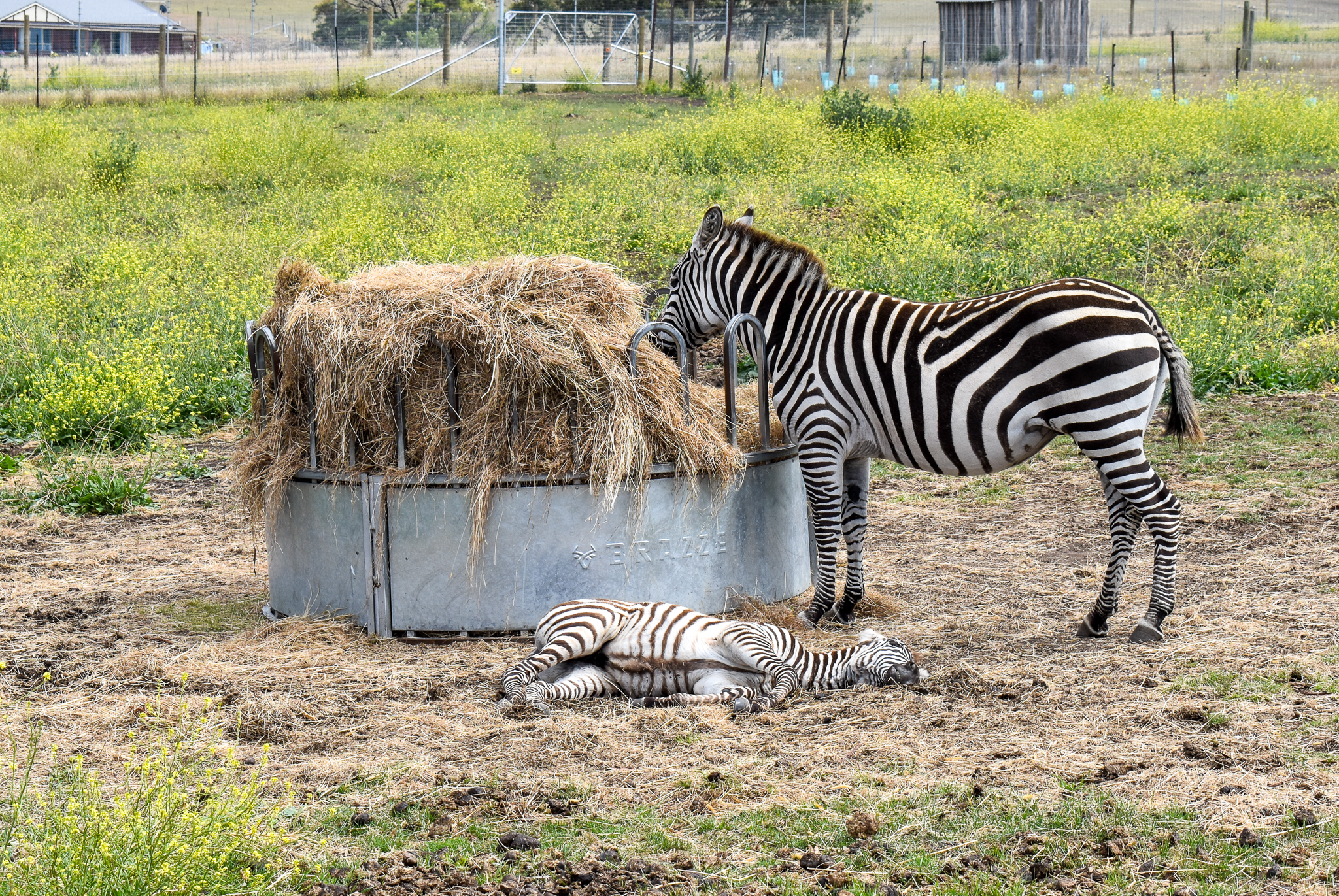 Grant's Zebra with foal