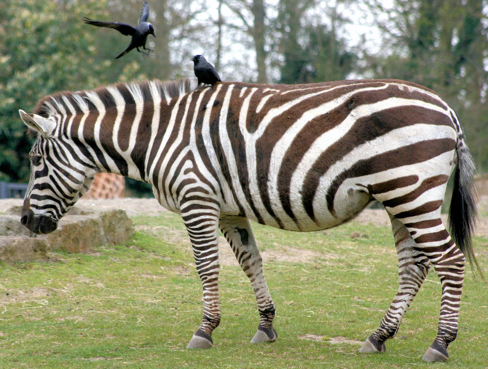 Grant's zebra (with jackdaws); Dublin;20th April 2015