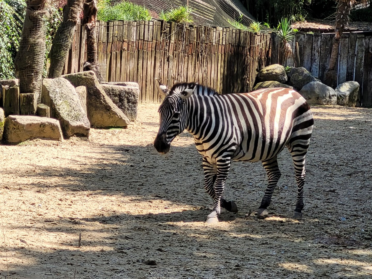 Grant's zebra -Zoo d'Asson (2022)