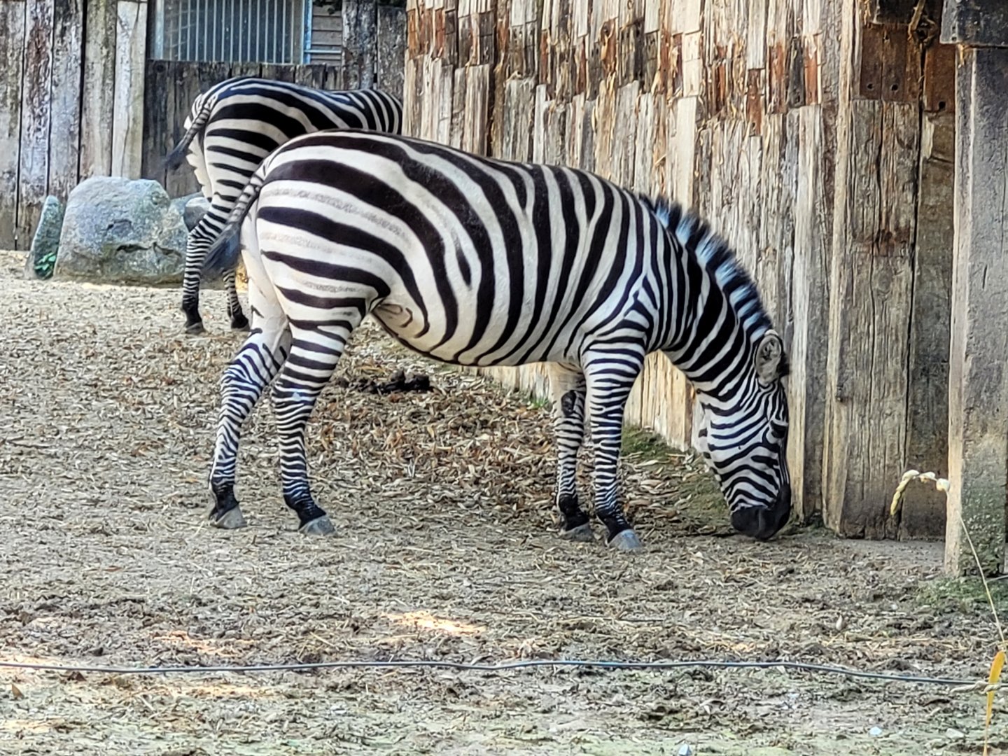 Grant's zebra -Zoo d'Asson (2022)