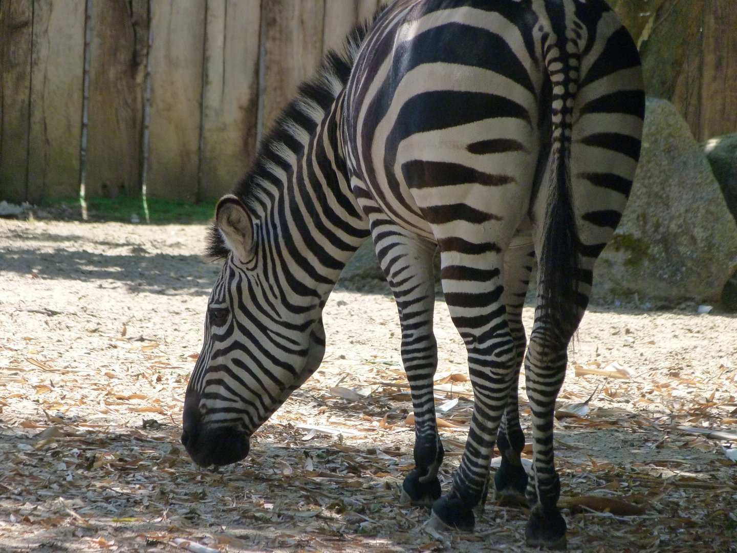 Grant's zebra -Zoo d'Asson (2025)