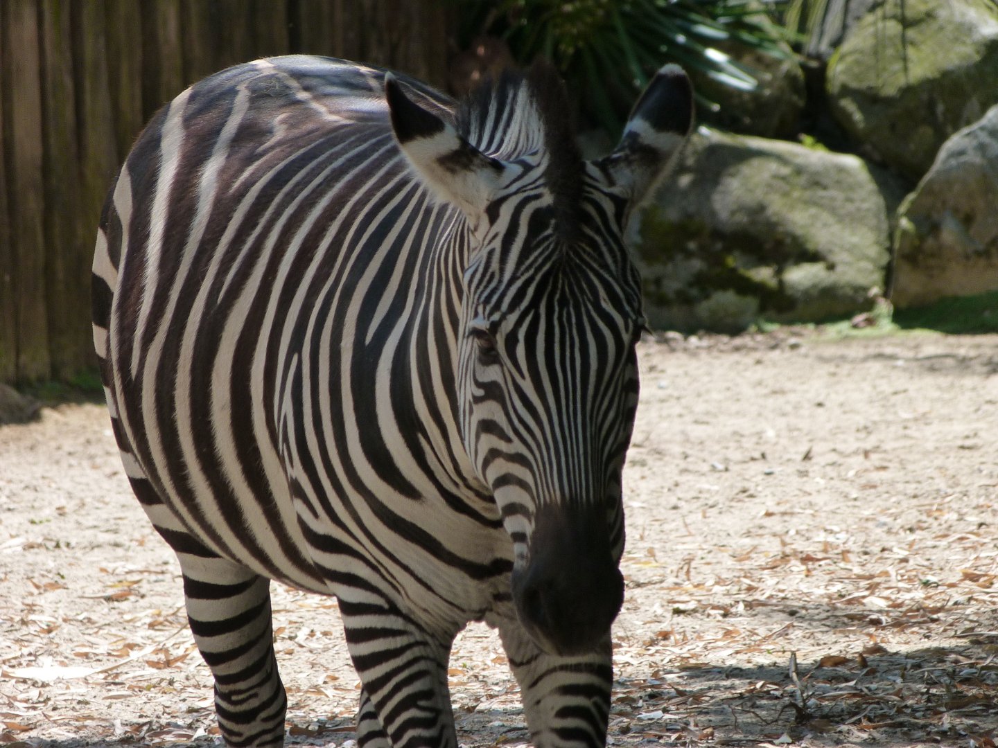 Grant's zebra -Zoo d'Asson (2025)