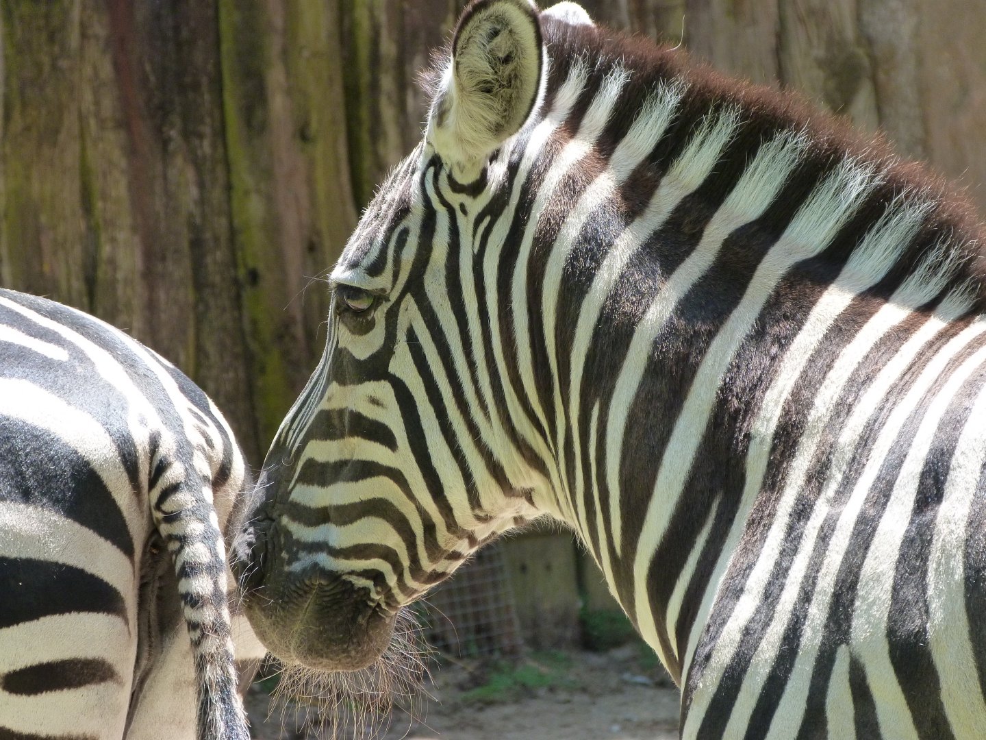 Grant's zebra -Zoo d'Asson (2025)