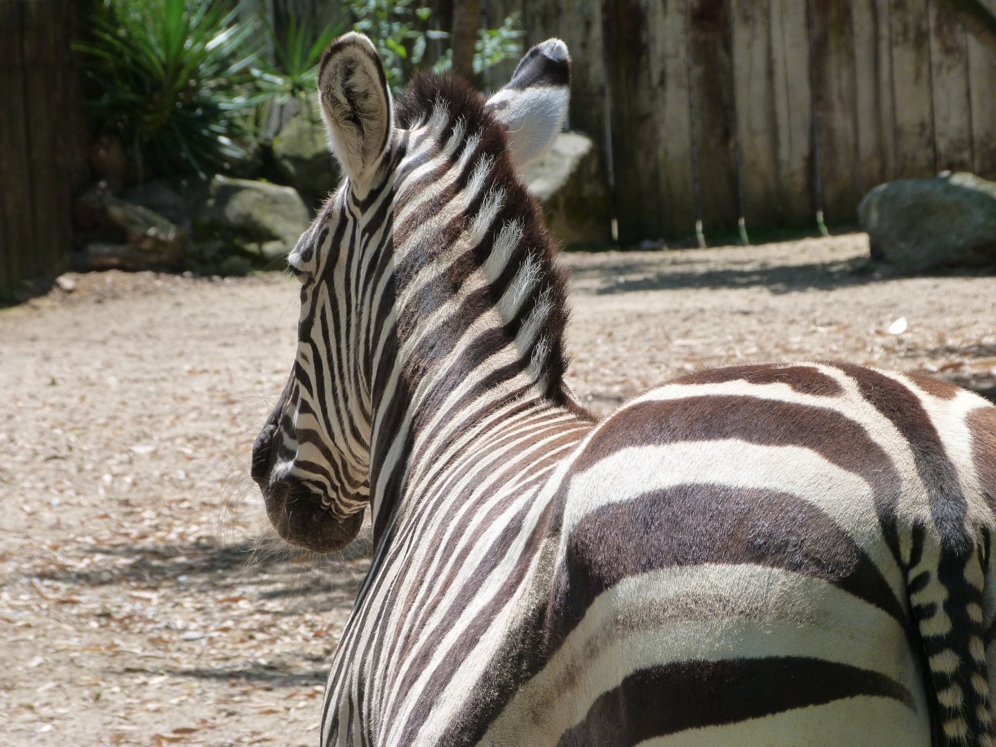 Grant's zebra -Zoo d'Asson (2025)