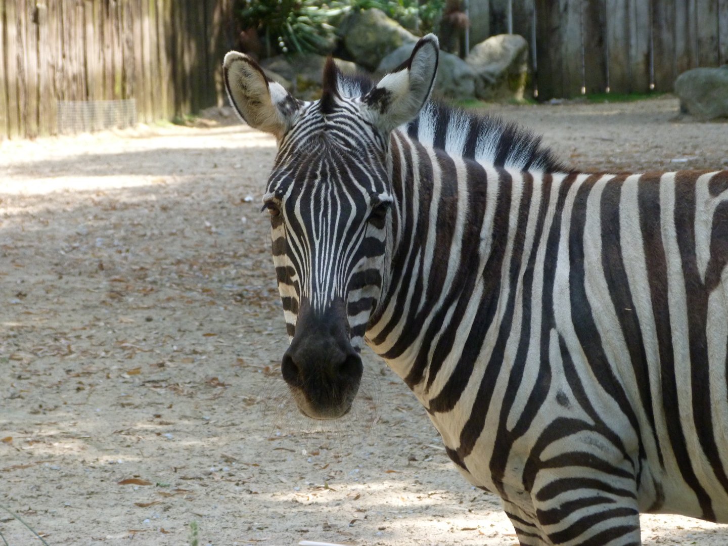 Grant's zebra -Zoo d'Asson (2025)