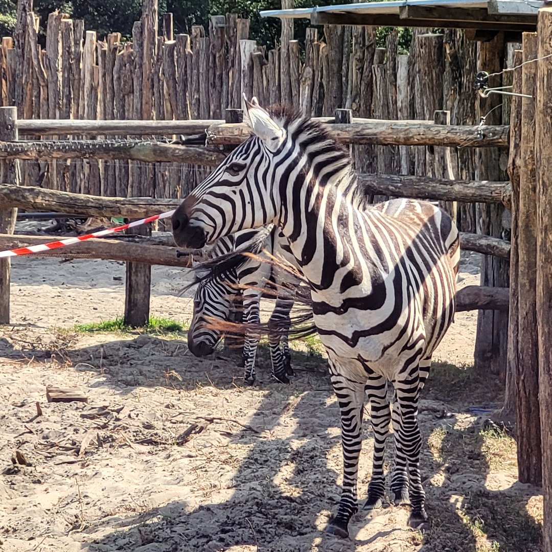 Grant's zebra -Zoo de Labenne (2023)