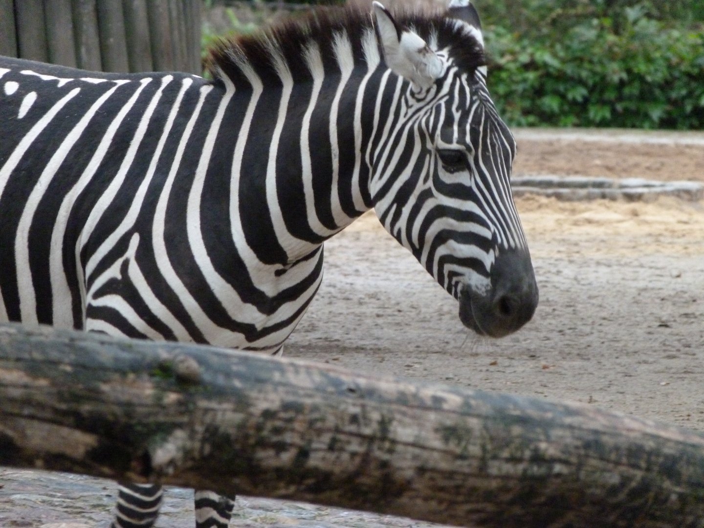 Grant's zebra -Zoologischer Garten Berlin (2024)
