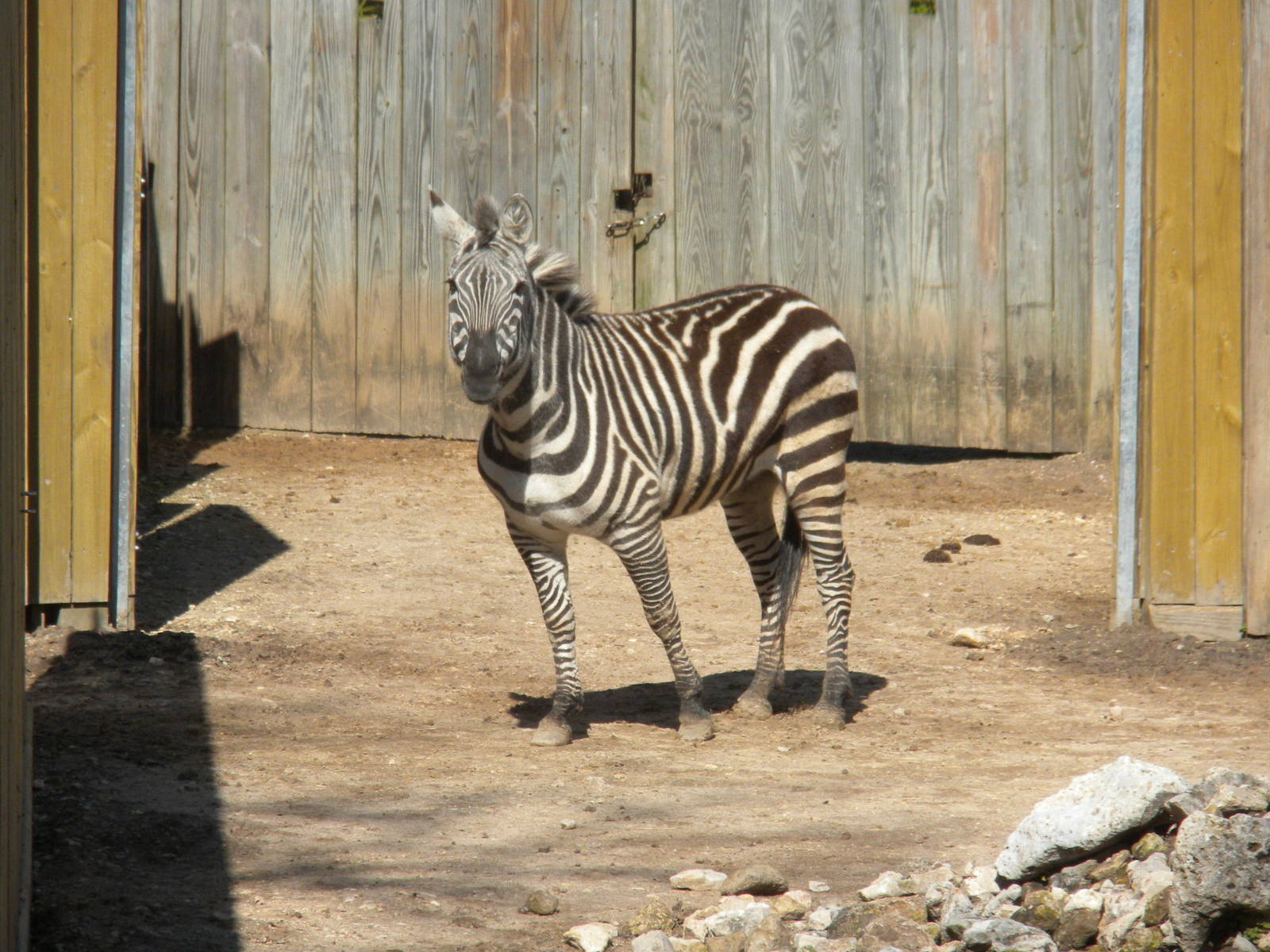 Grant's Zebra