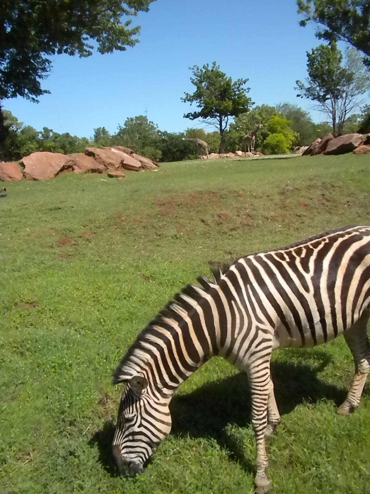 Grant's Zebra