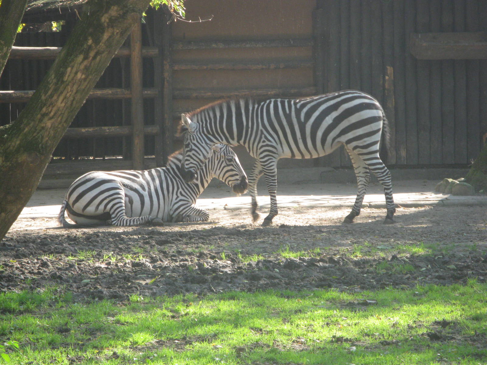 Grant's zebra