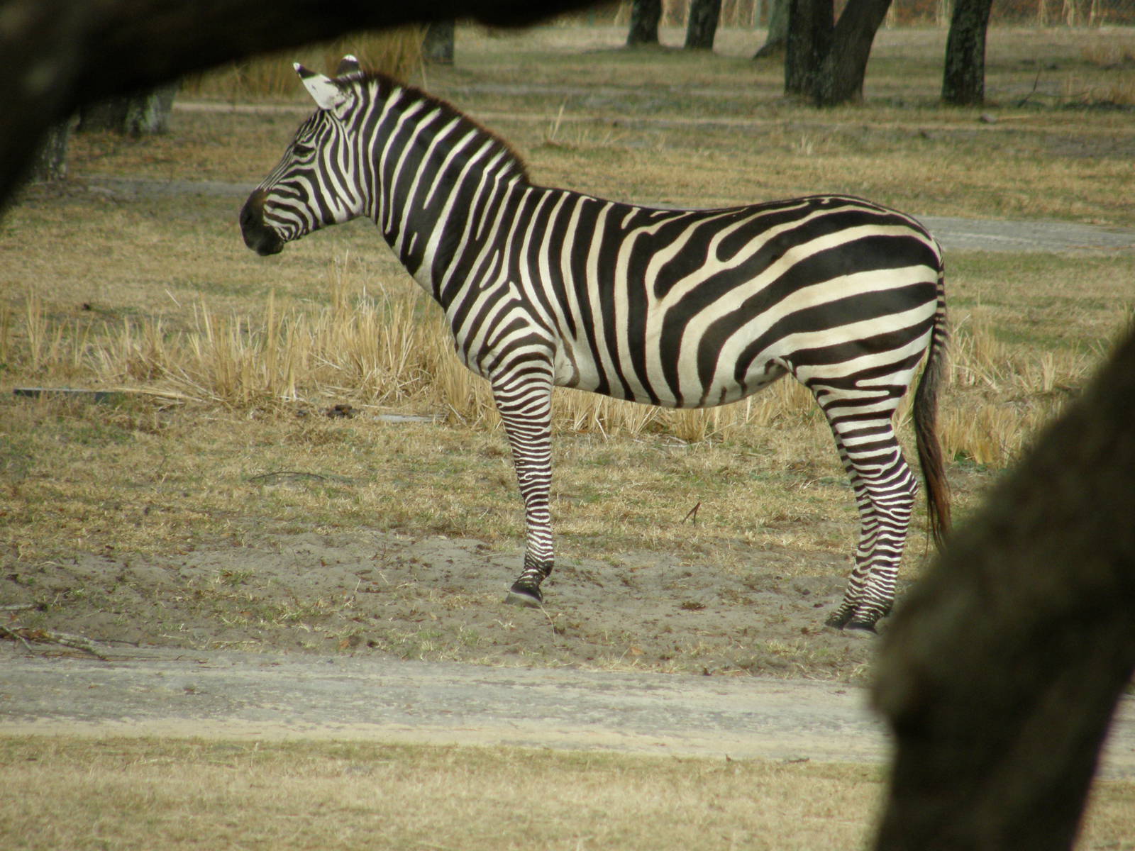 grants zebra