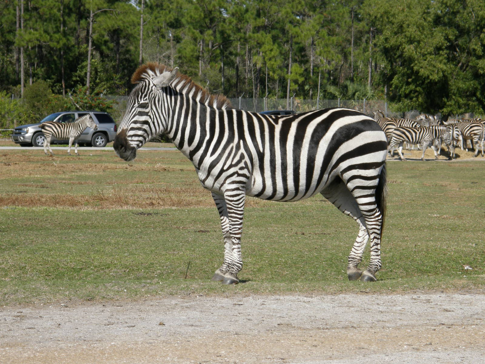 grants zebra