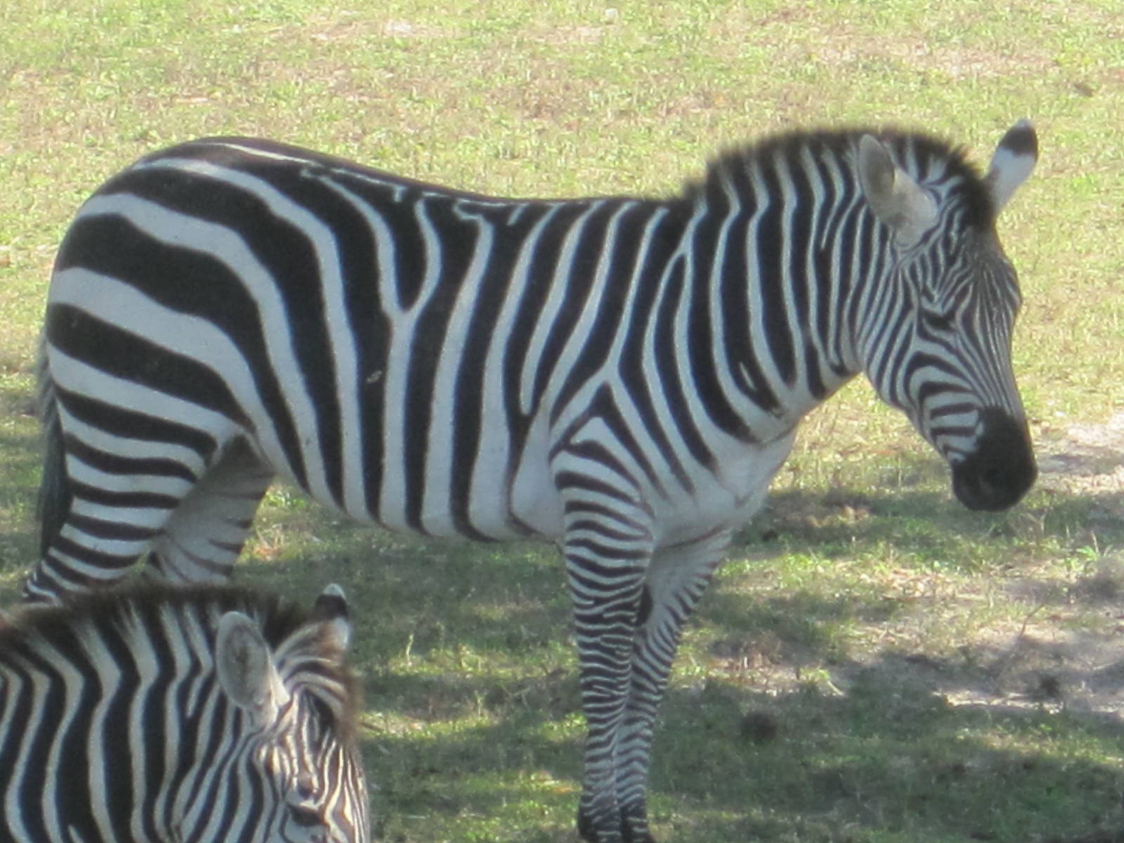 Grant's Zebra