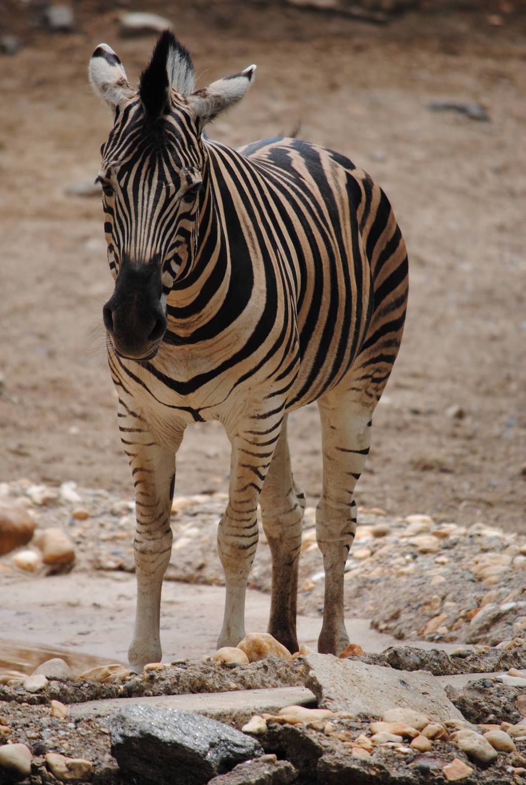 Grant's Zebra