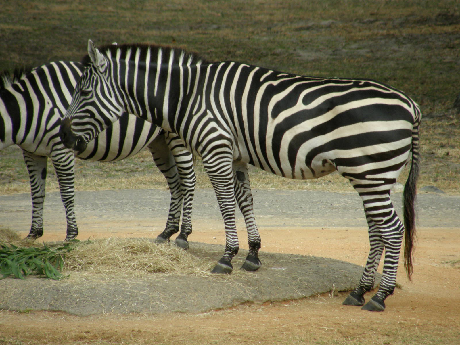 grants zebra