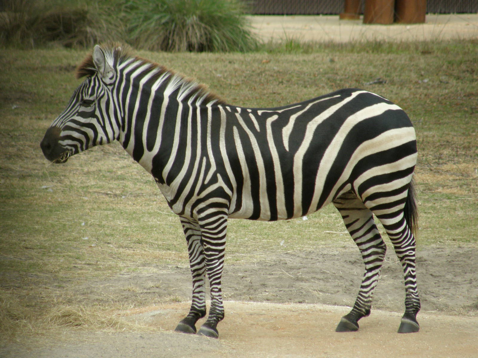 grants zebra