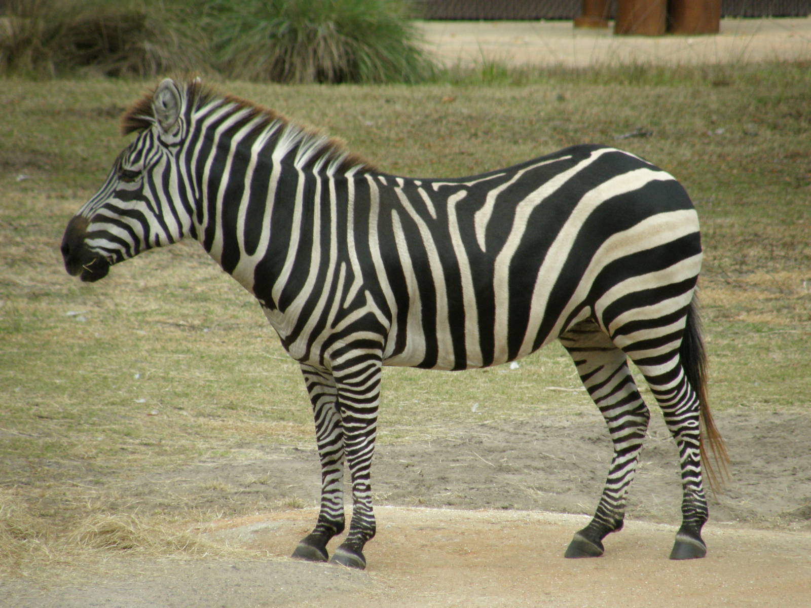 grants zebra