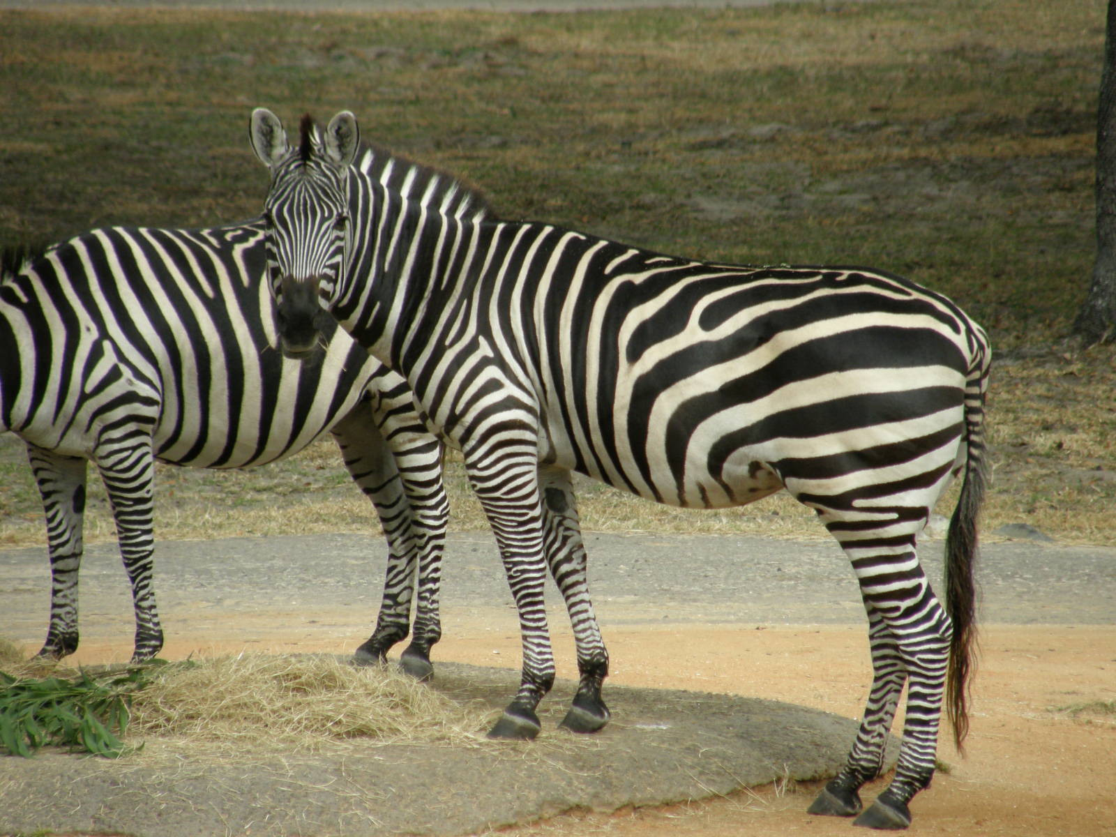 grants zebra