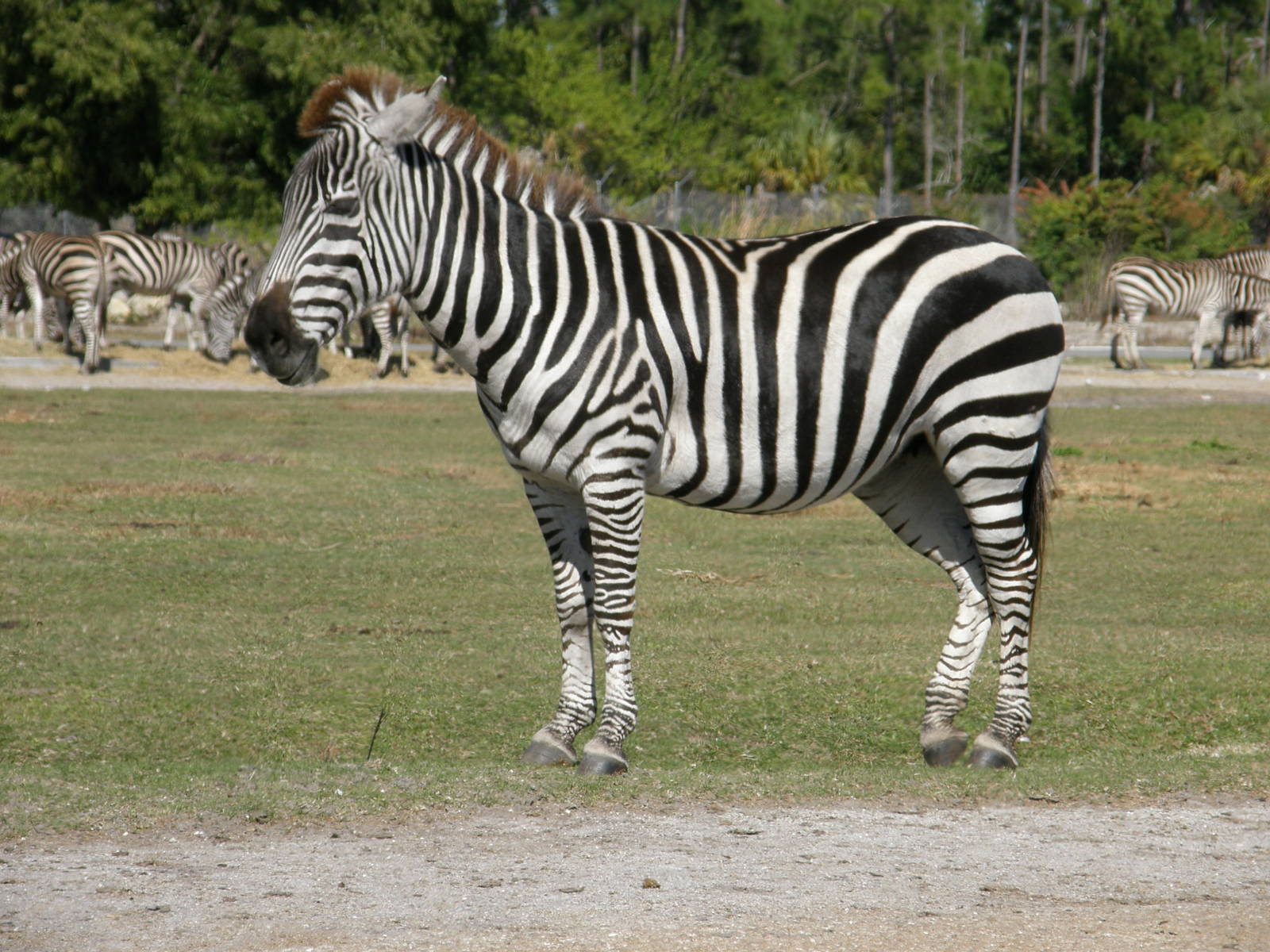 grants zebra