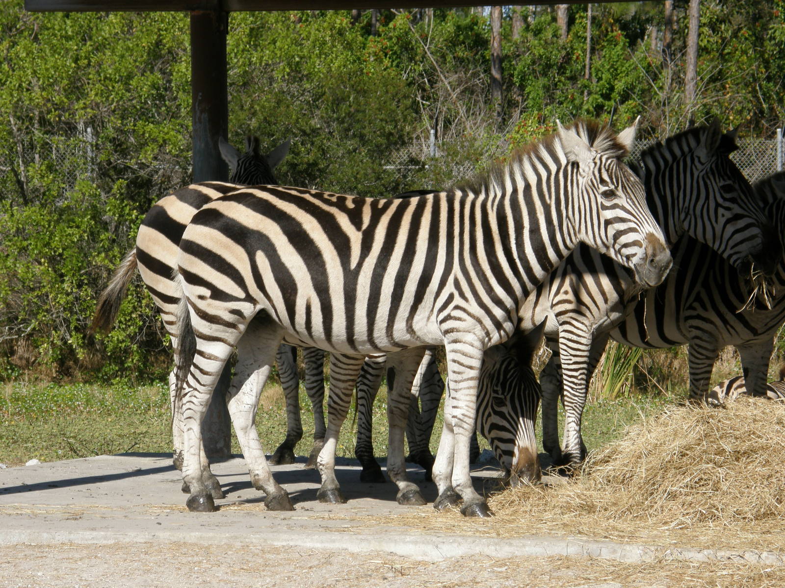 grants zebra