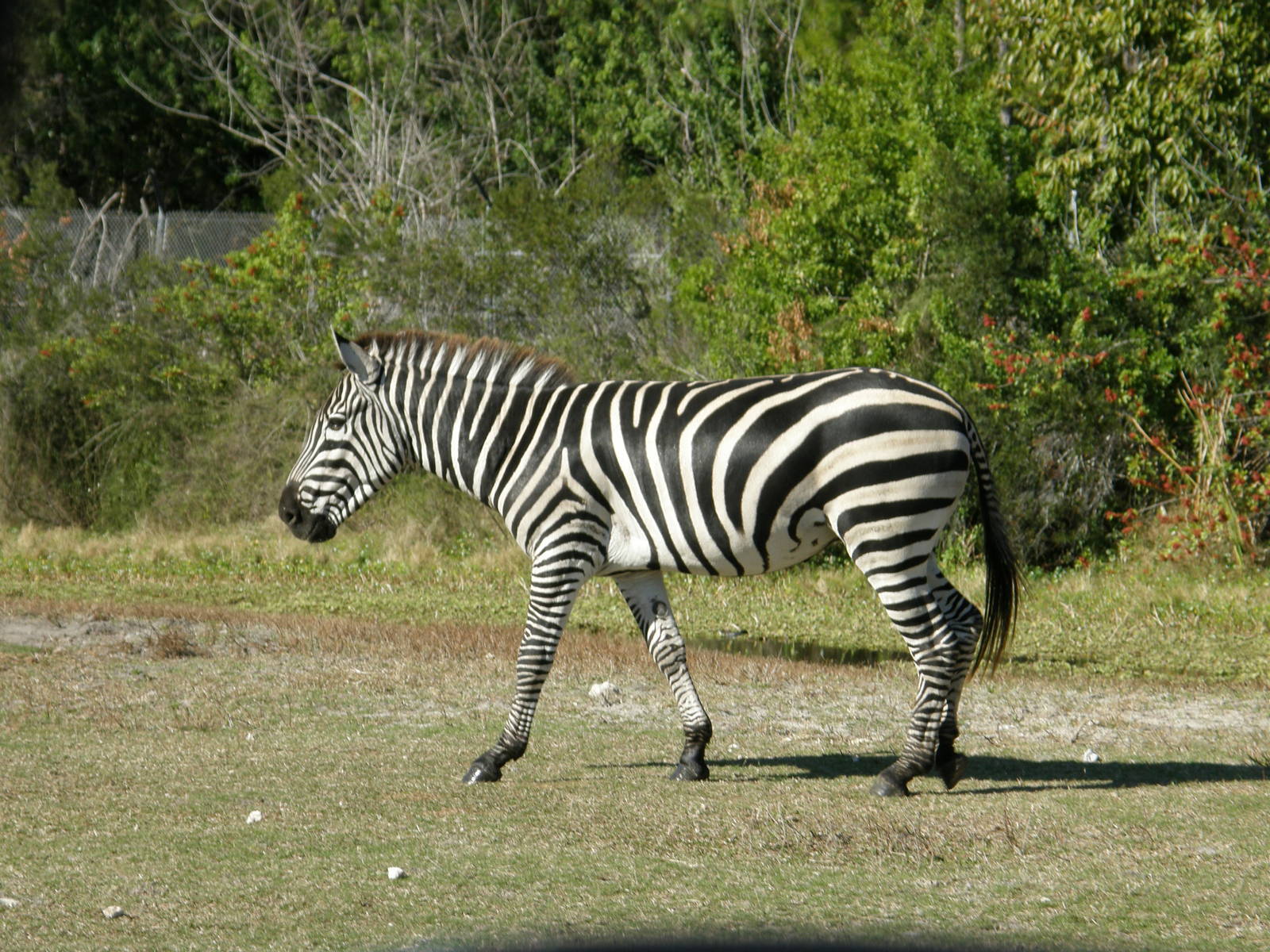 grants zebra