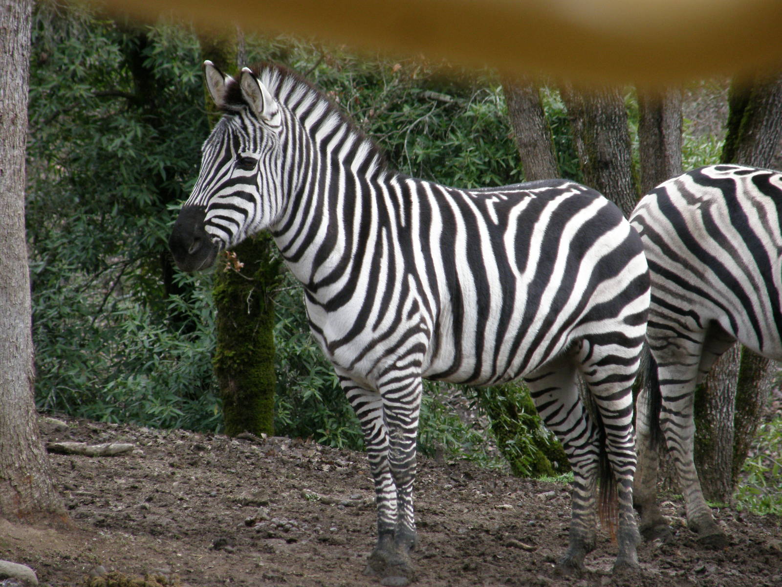 grants zebra