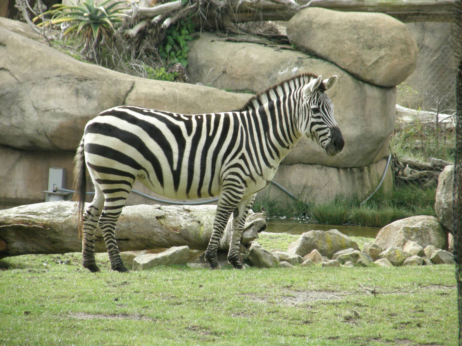 grants zebra