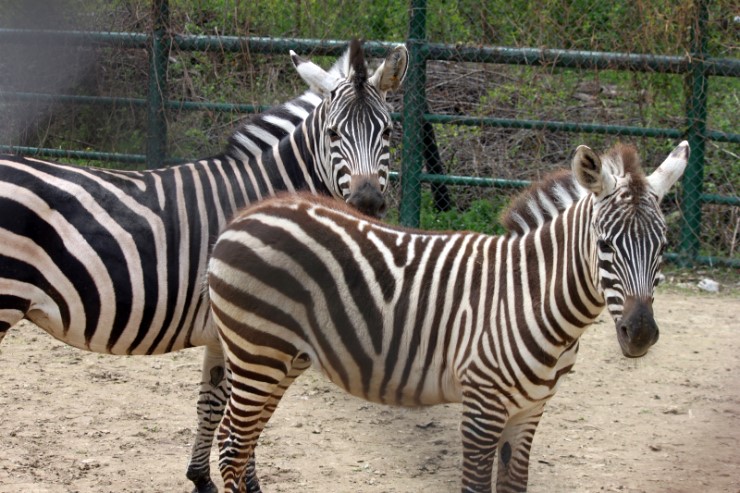 Grant's zebra
