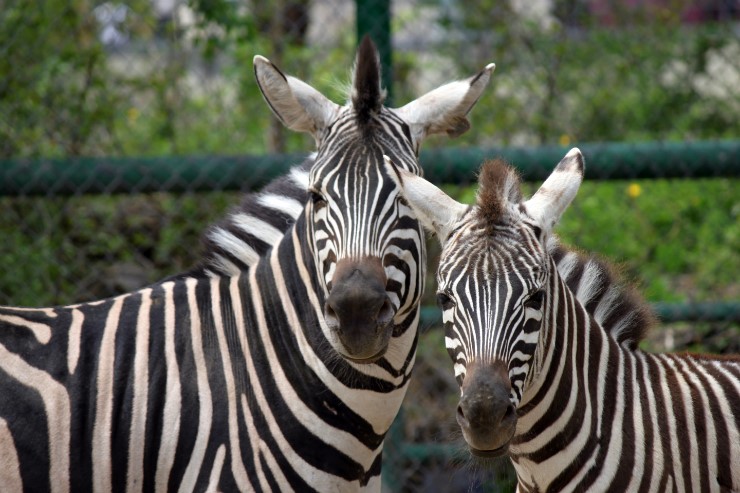 Grant's zebra