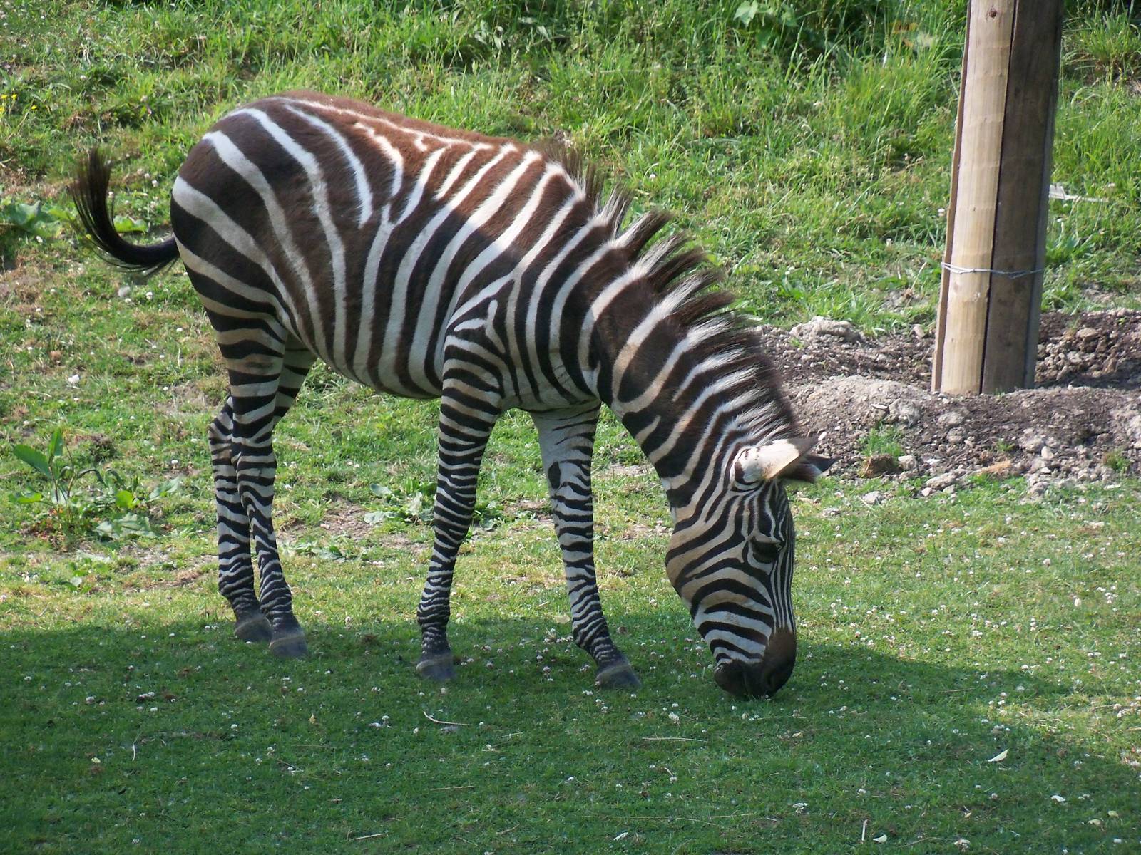 Grant's Zebra