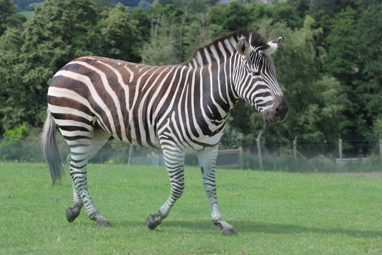 Grant's zebra
