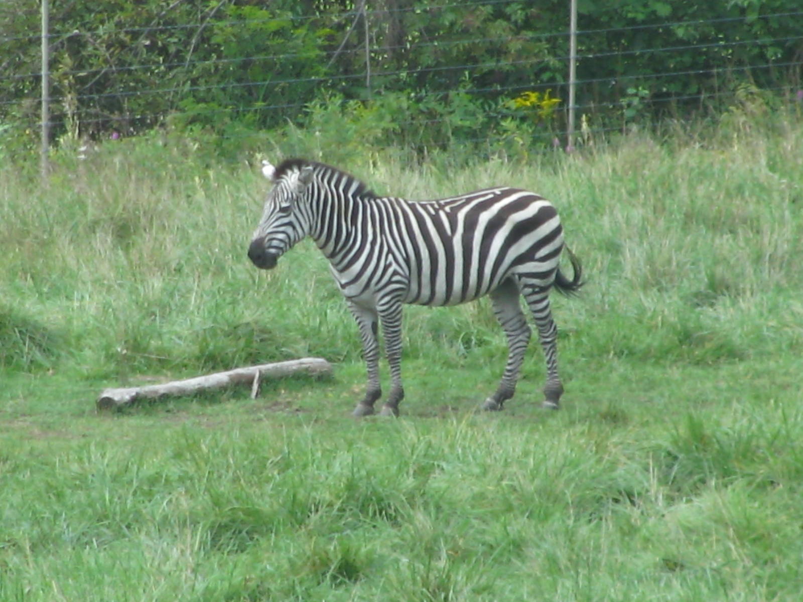 Grant's Zebra