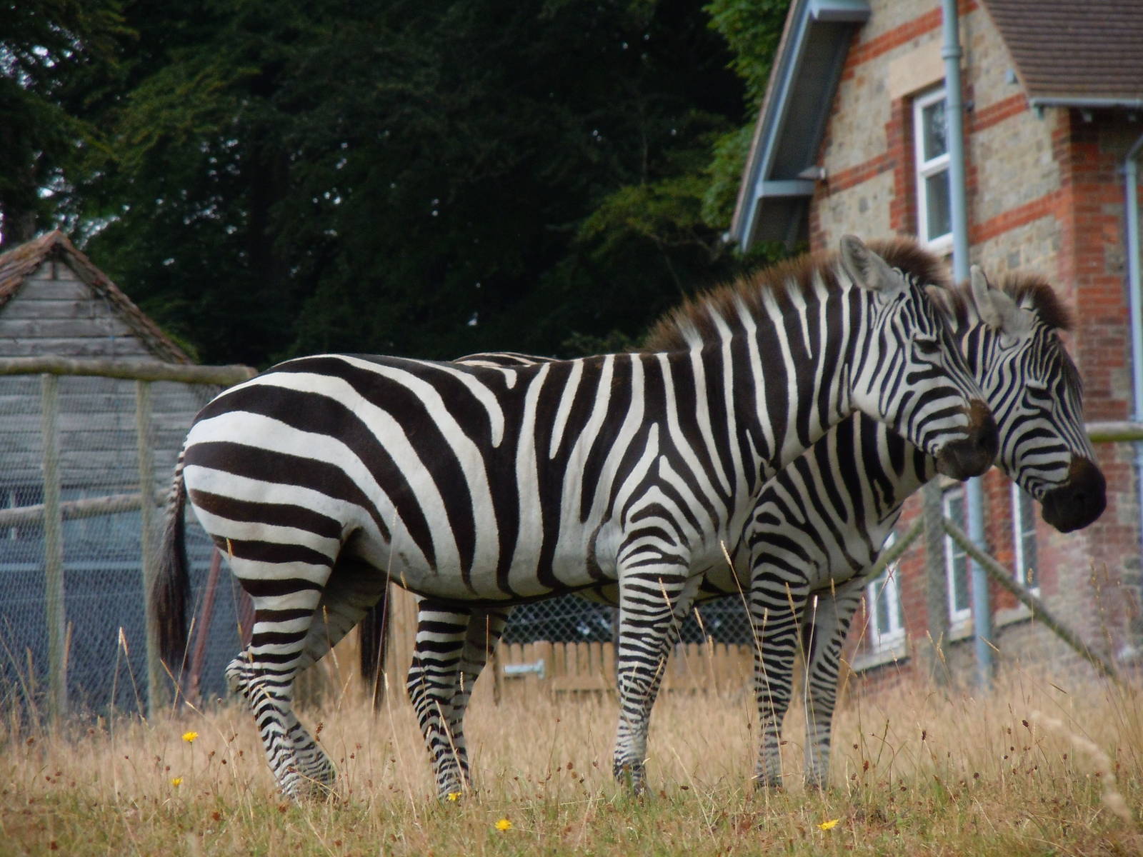 Grant's Zebra