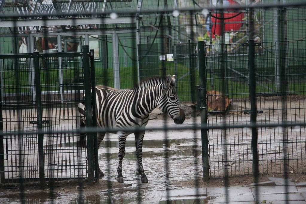 Grant's Zebra