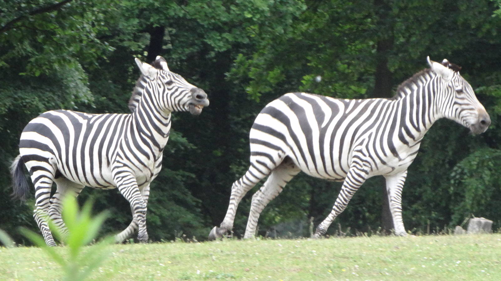 Grant's Zebra