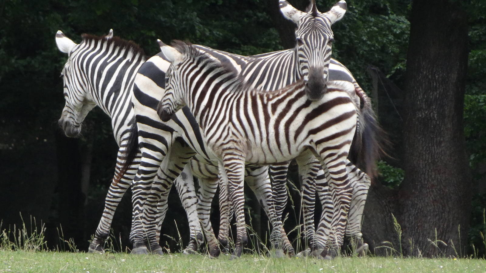 Grant's Zebra