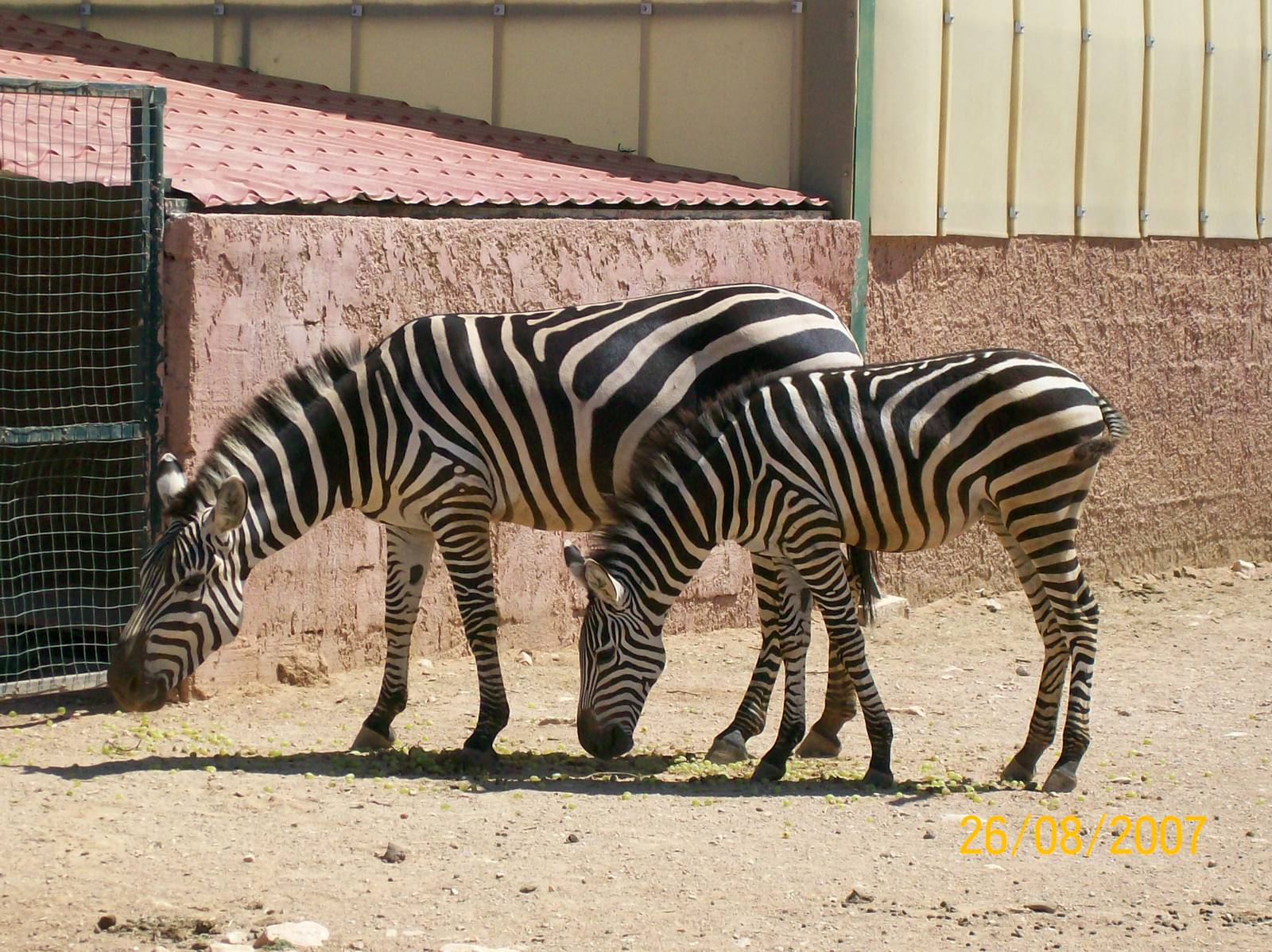 Grant's zebra