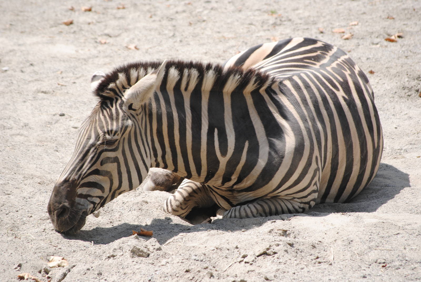 Grant's Zebra