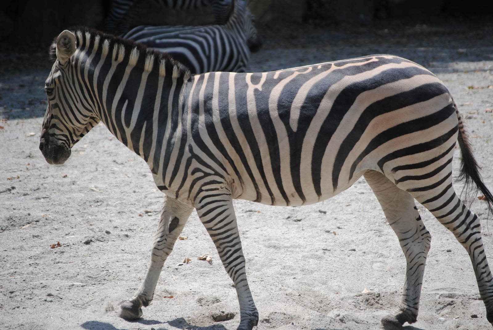 Grant's Zebra