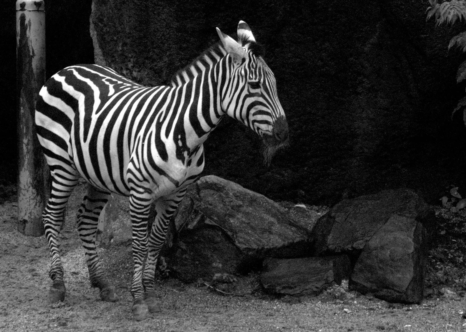 Grants Zebra