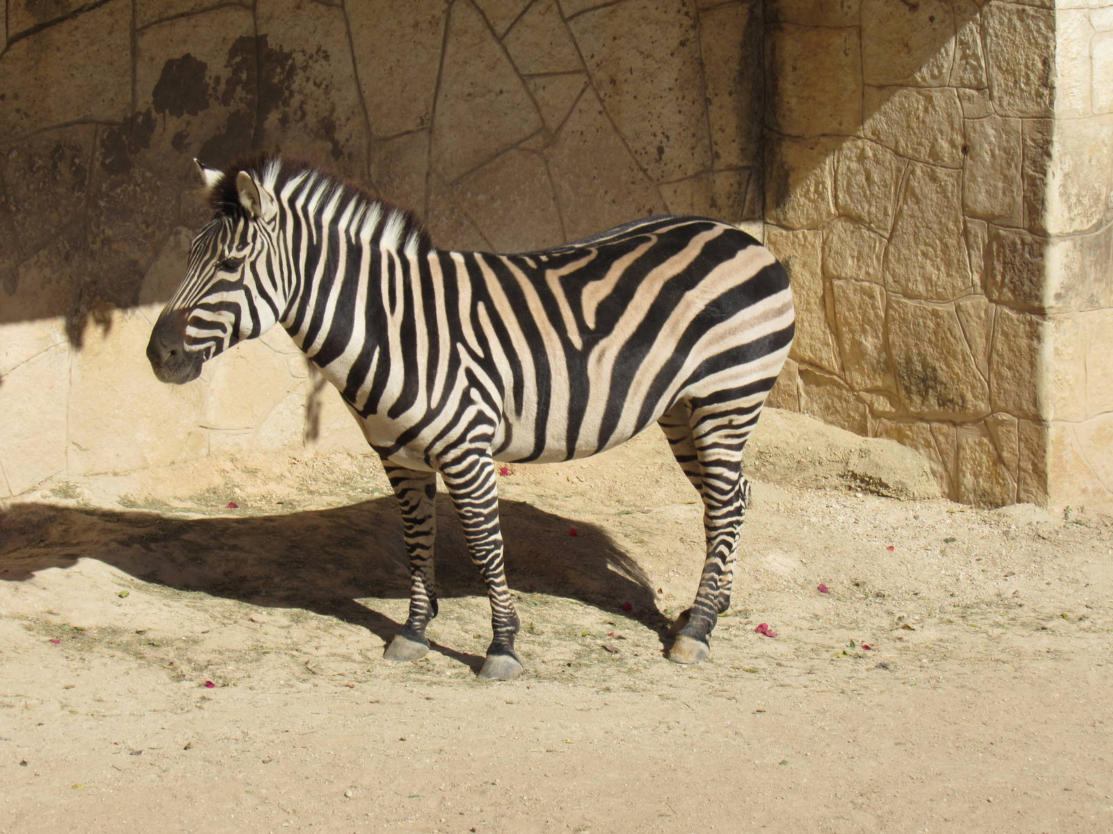 Grant's Zebra