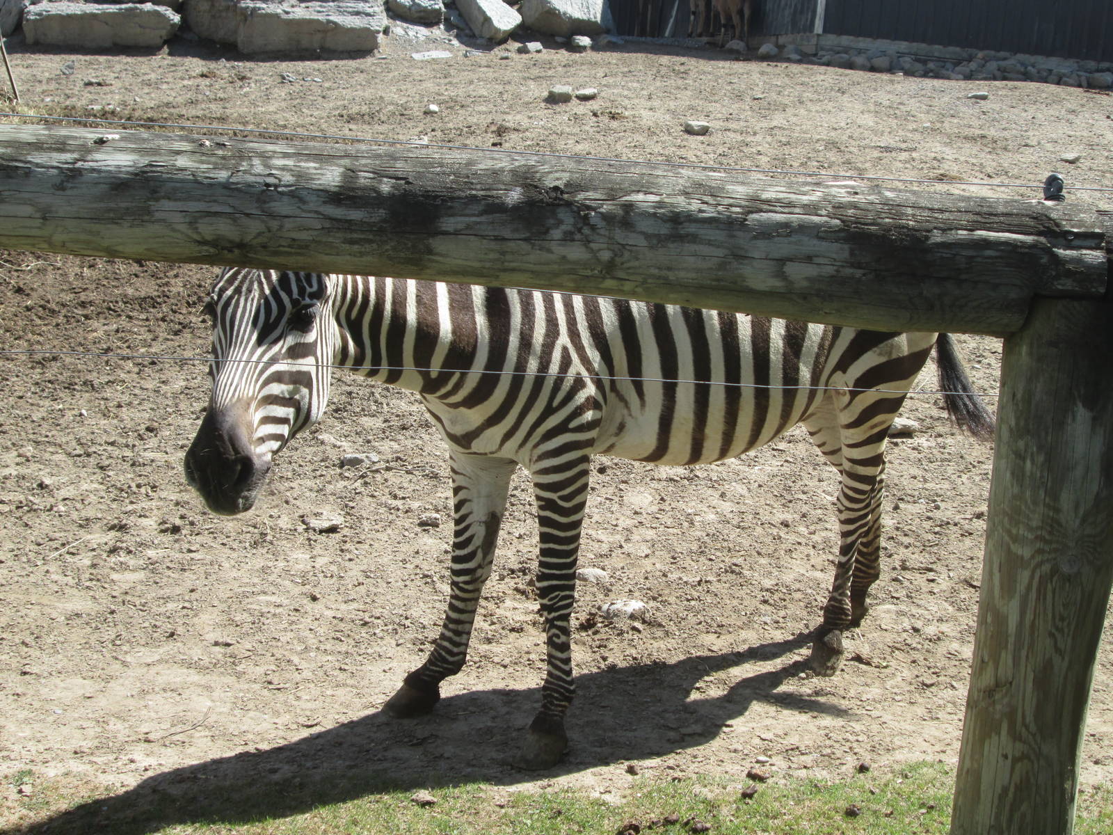 Grant's Zebra