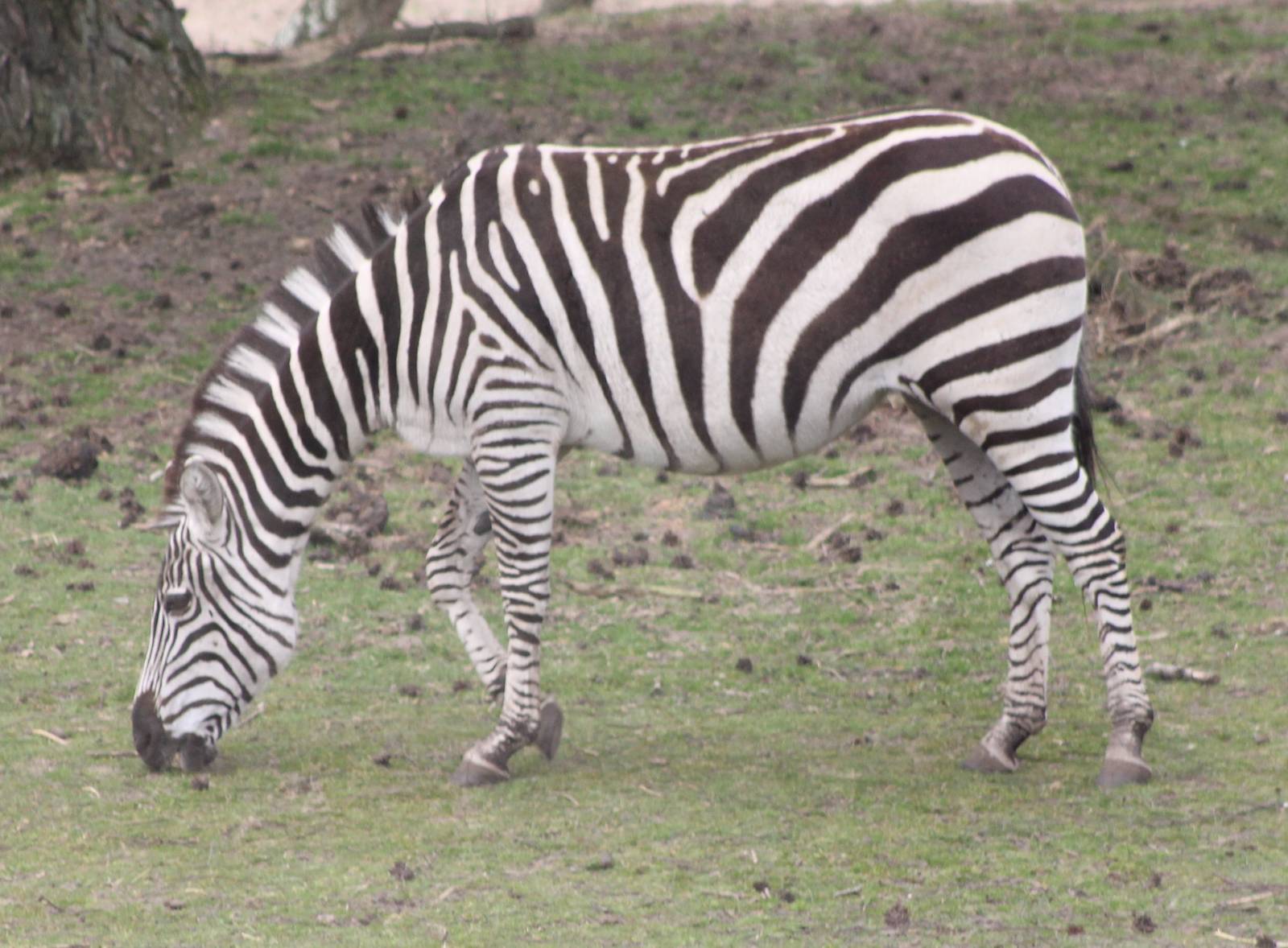 Grant's zebra