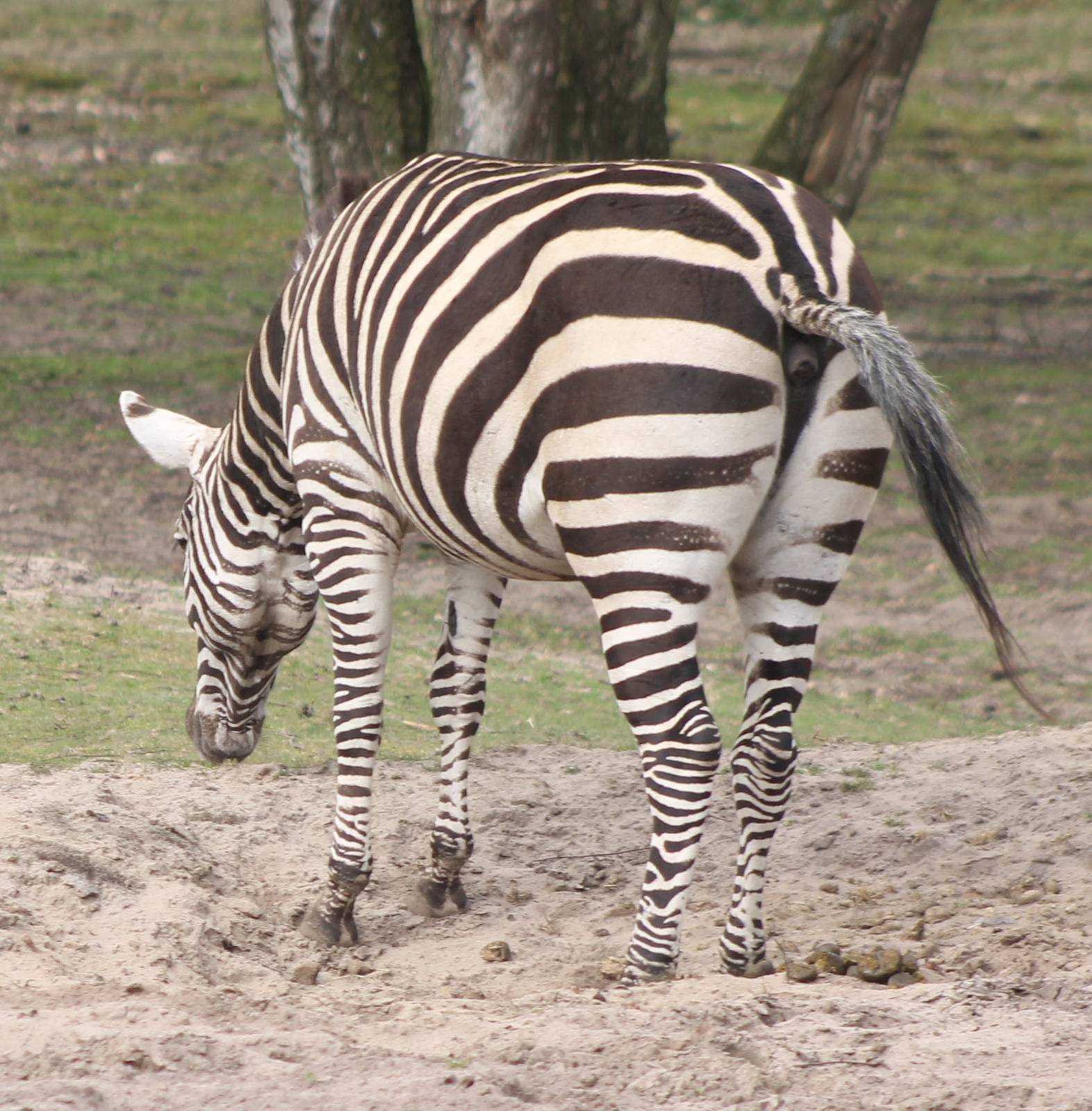 Grant's zebra