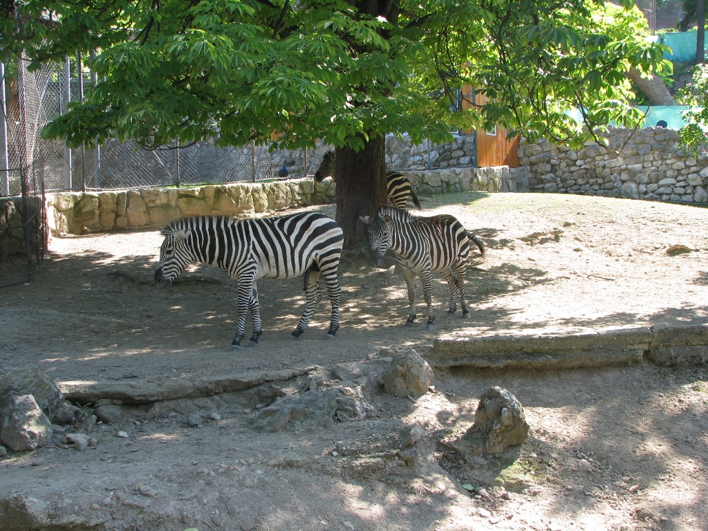 Grant's Zebra